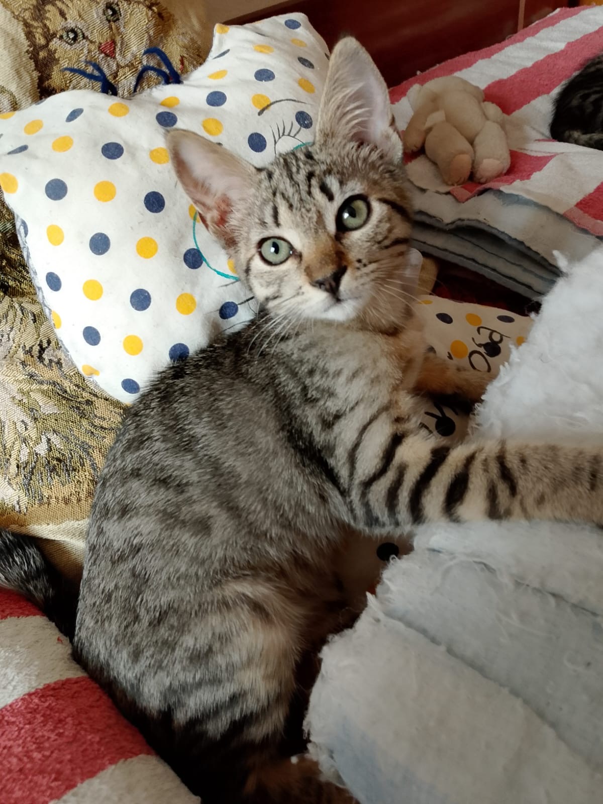 Foto 2 di Betty, gatto Meticcio in adozione