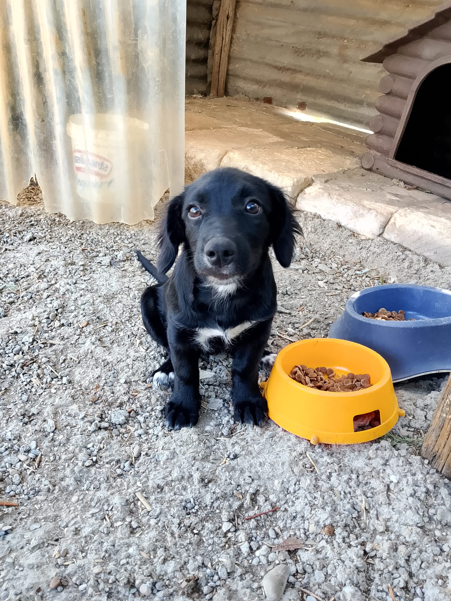 Foto 1 di Dana, cane Meticcia in adozione