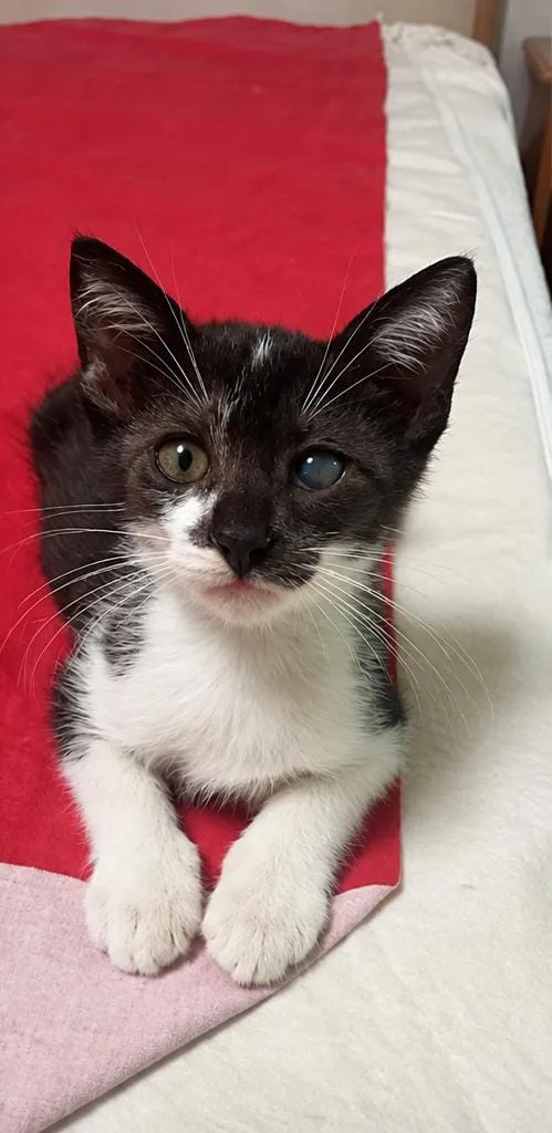 Ringo, gatto in adozione a Roma