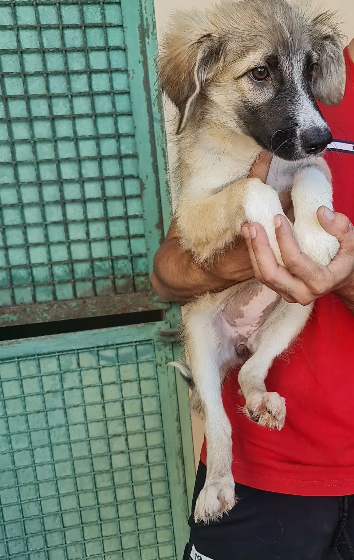 Gaia, cane Meticcio in adozione a Trapani - foto 4