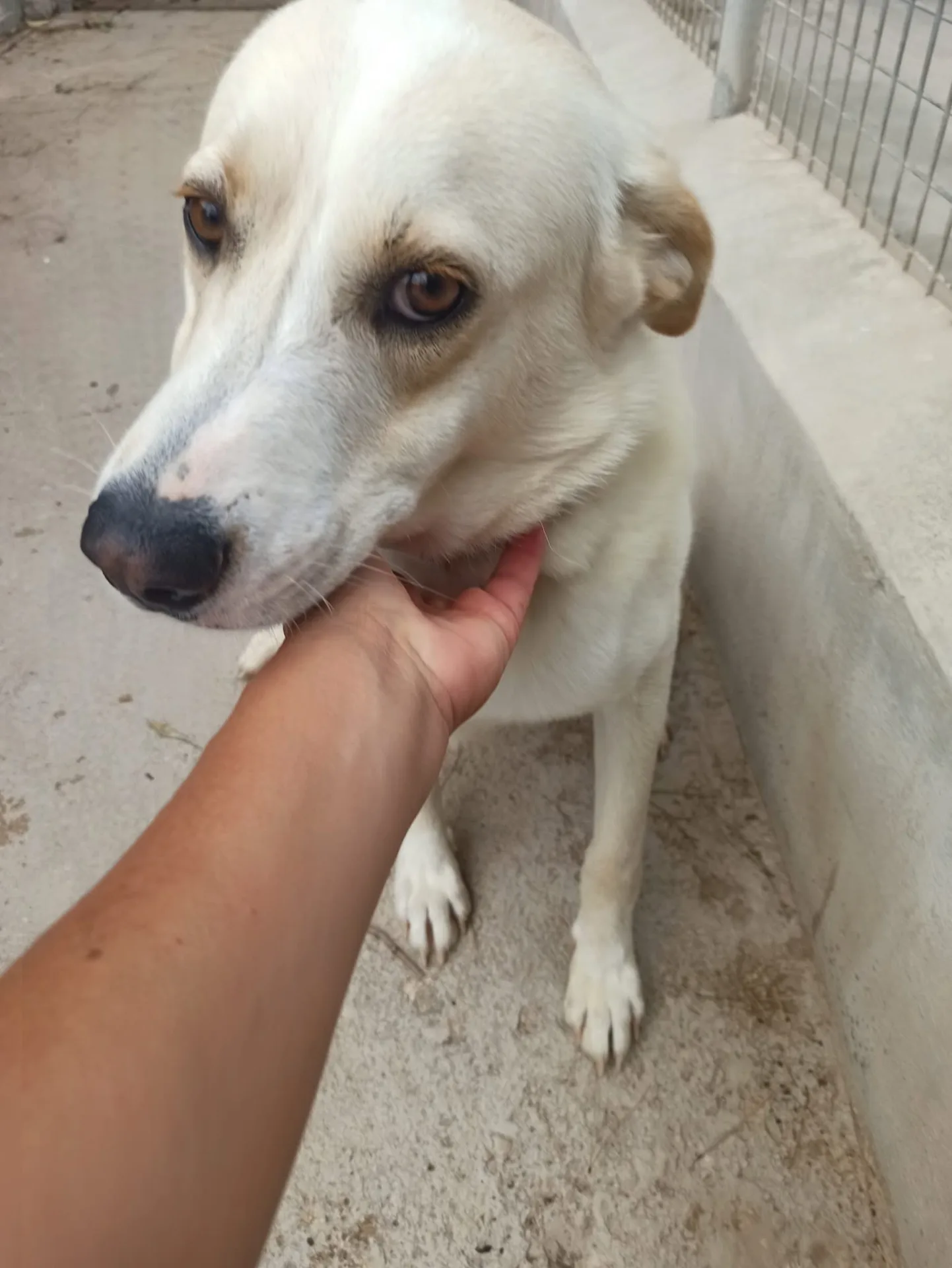 Dodo, cane meticcio in adozione a Bari - foto 5