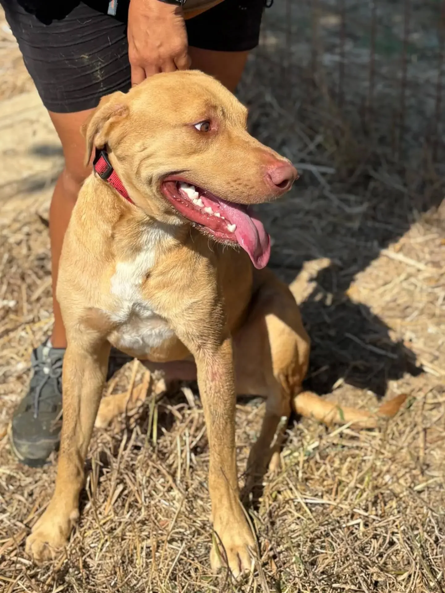 Severino, cane meticcio in adozione a Latina - foto 4