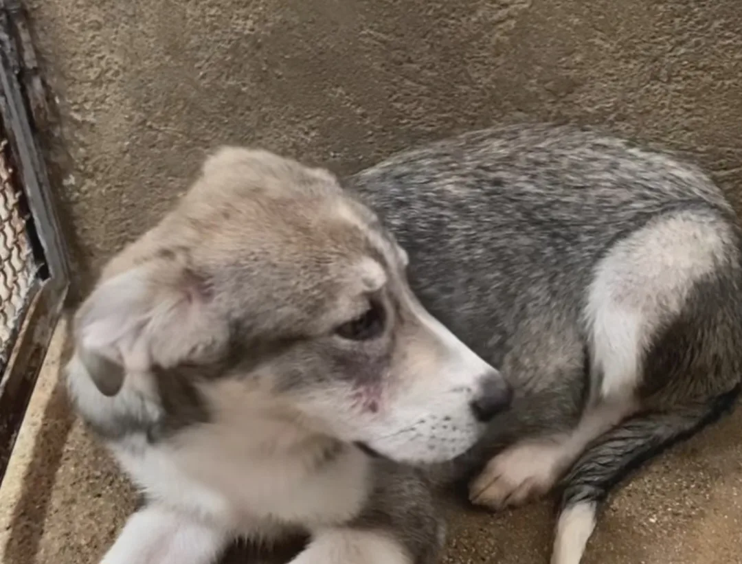 Giuggiola, cane Meticcia in adozione a Cosenza - foto 3