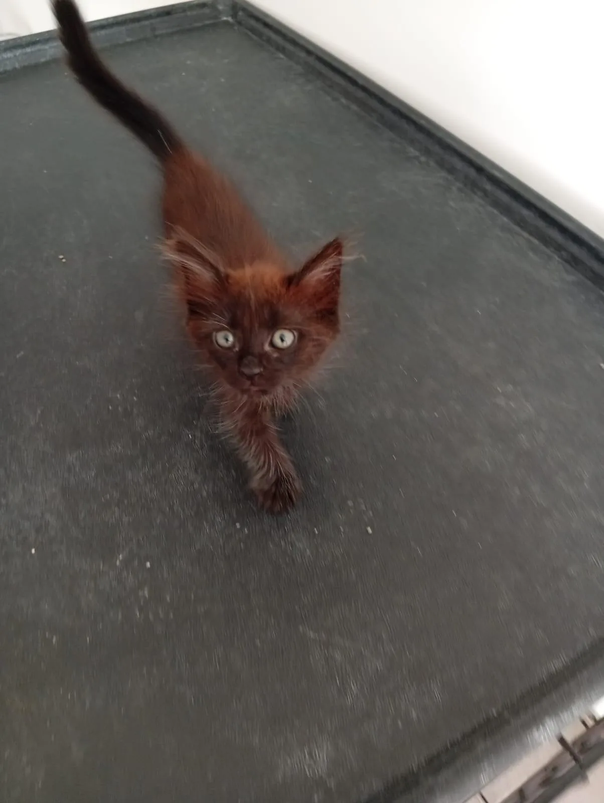 Bruna, gatto in adozione a Roma - foto 1