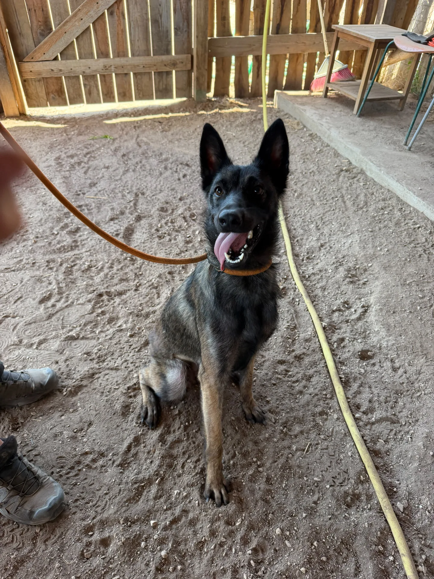 Foto 1 di Kira, cane Malinois in adozione