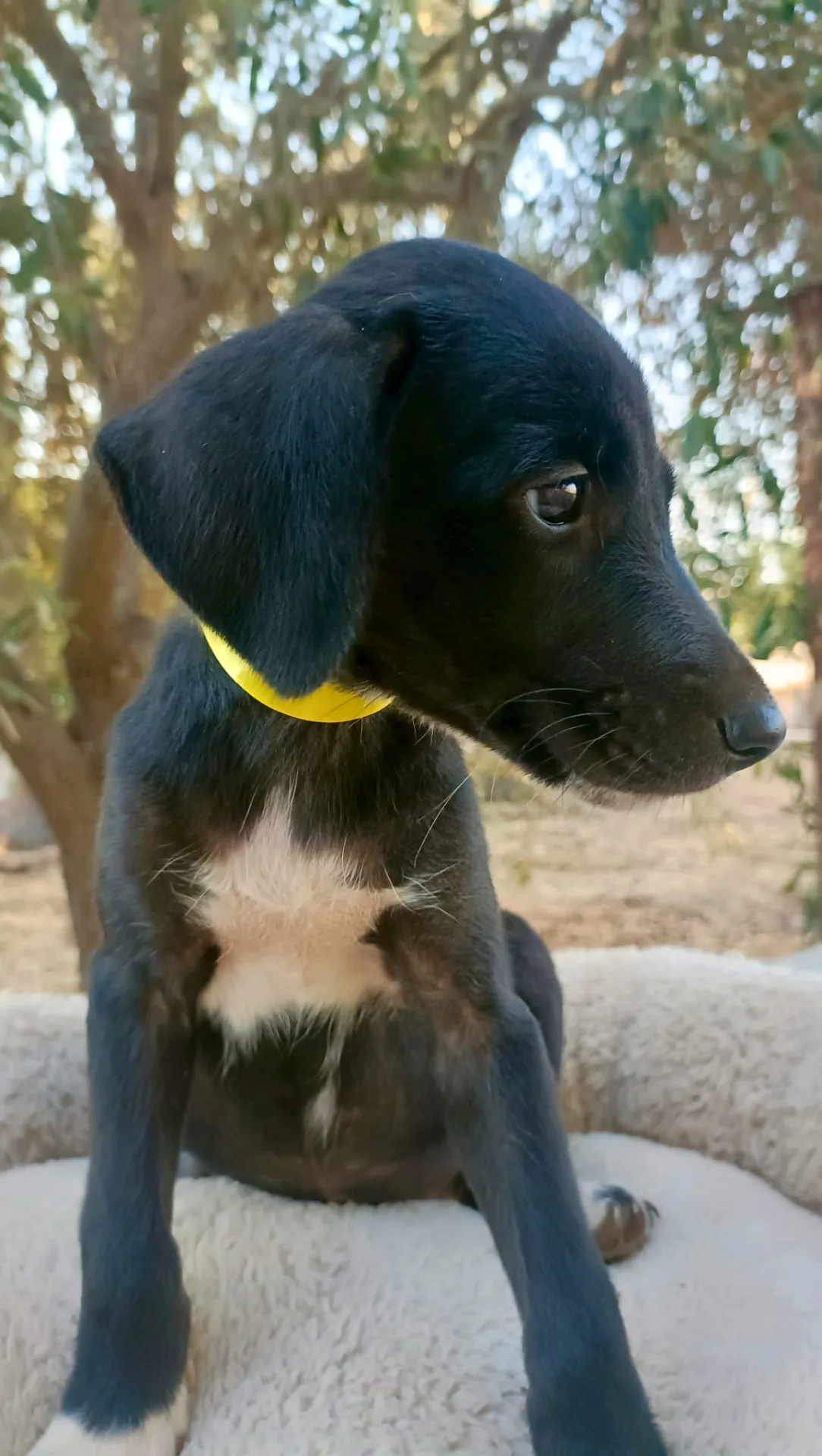 Wezen, cane Meticcio in adozione a Siracusa