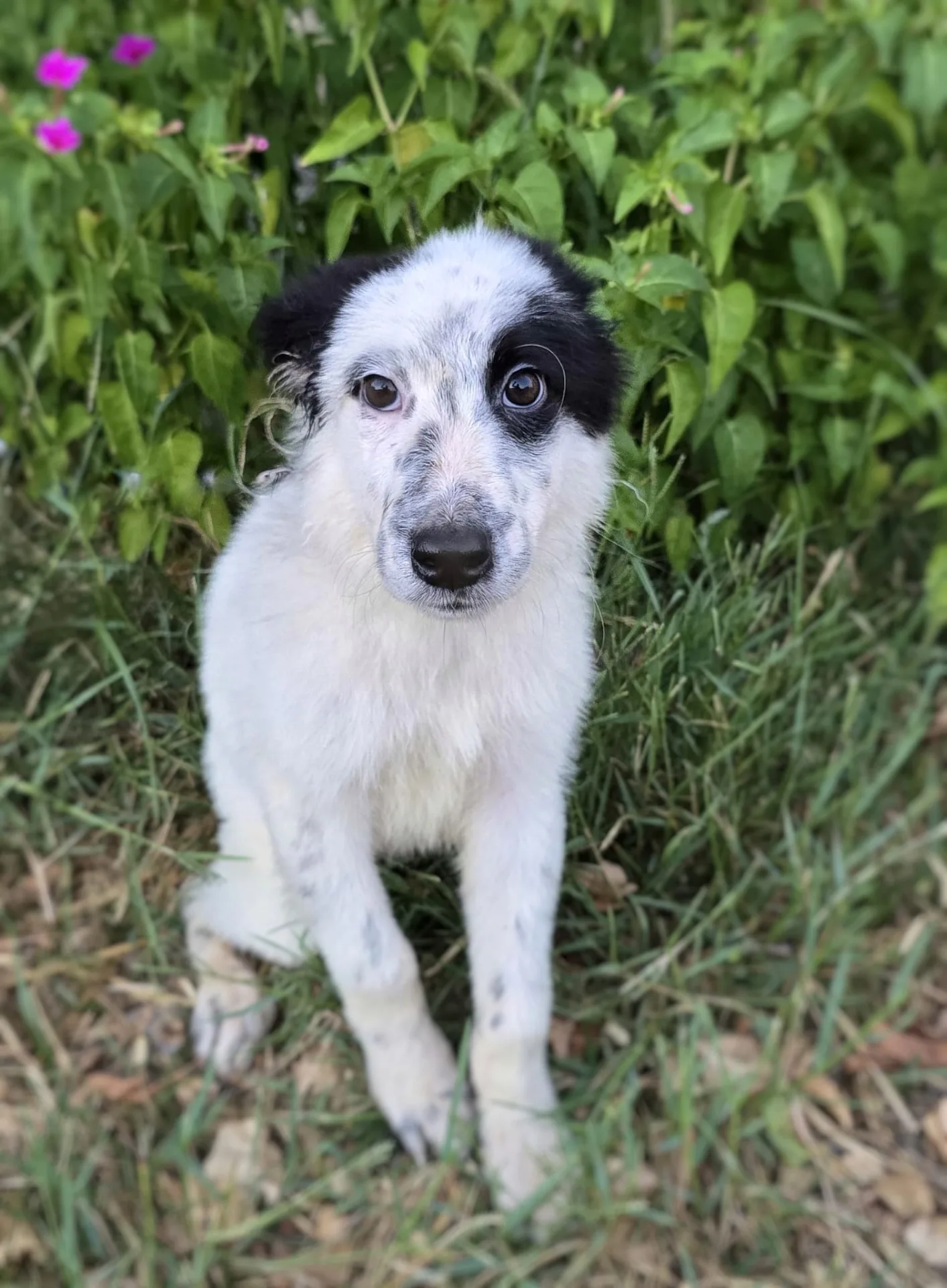 Romolo, cane Meticcio in adozione a Crotone - foto 5