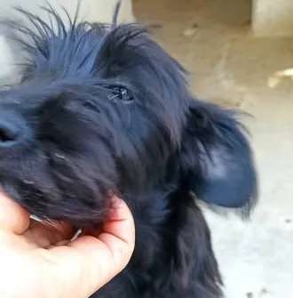 Atos, cane meticcio pincher - yorkshire in adozione a Bari - foto 2