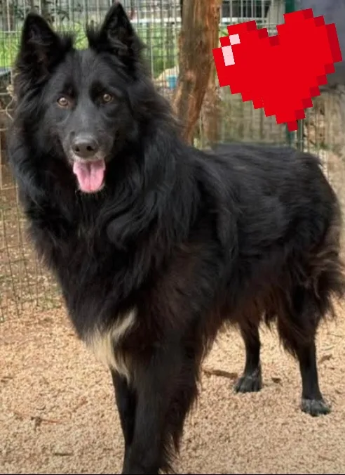 Diana, cane Meticcio simil pastore belga in adozione a Taranto - foto 1
