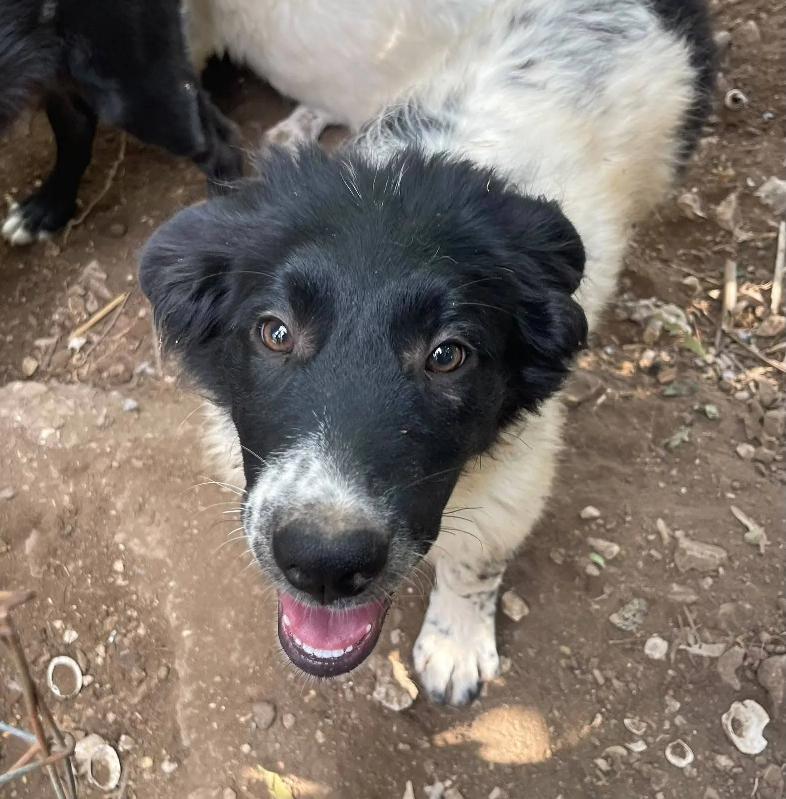 Mimì, cane meticcio in adozione a Latina - foto 1