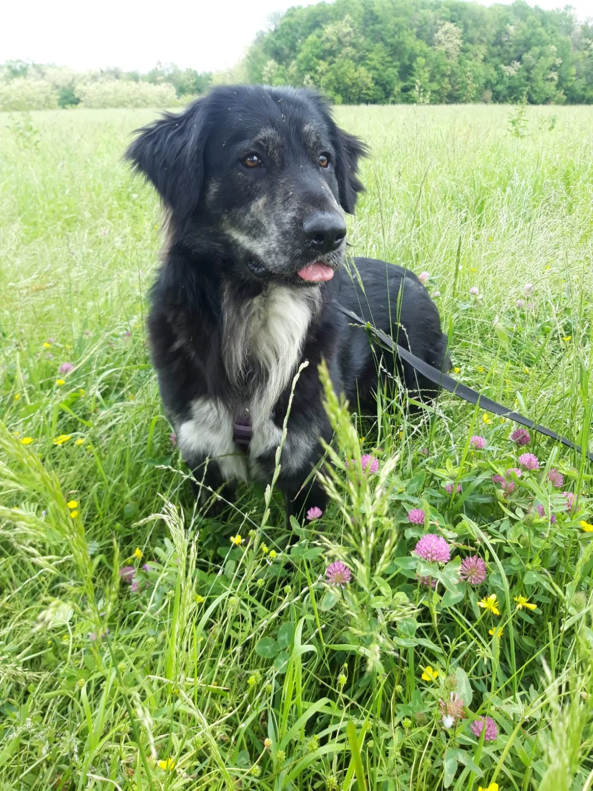 Orso, cane Meticcio in adozione a Torino - foto 5