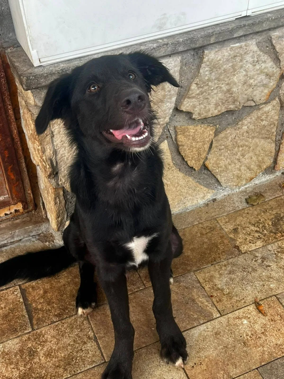Brunello, cane meticcio in adozione a Roma - foto 3