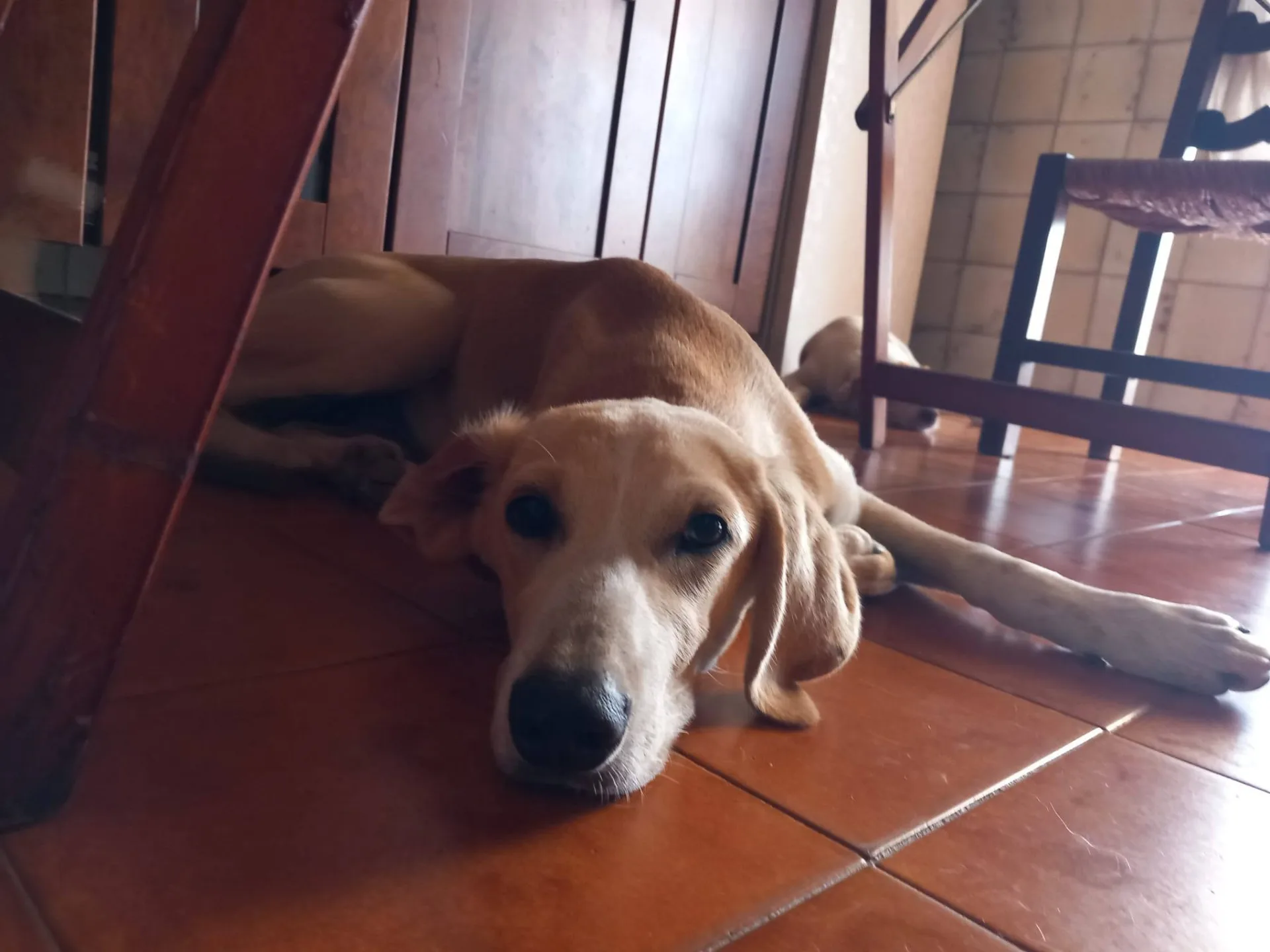 Priscilla, cane meticcio in adozione a Latina - foto 2