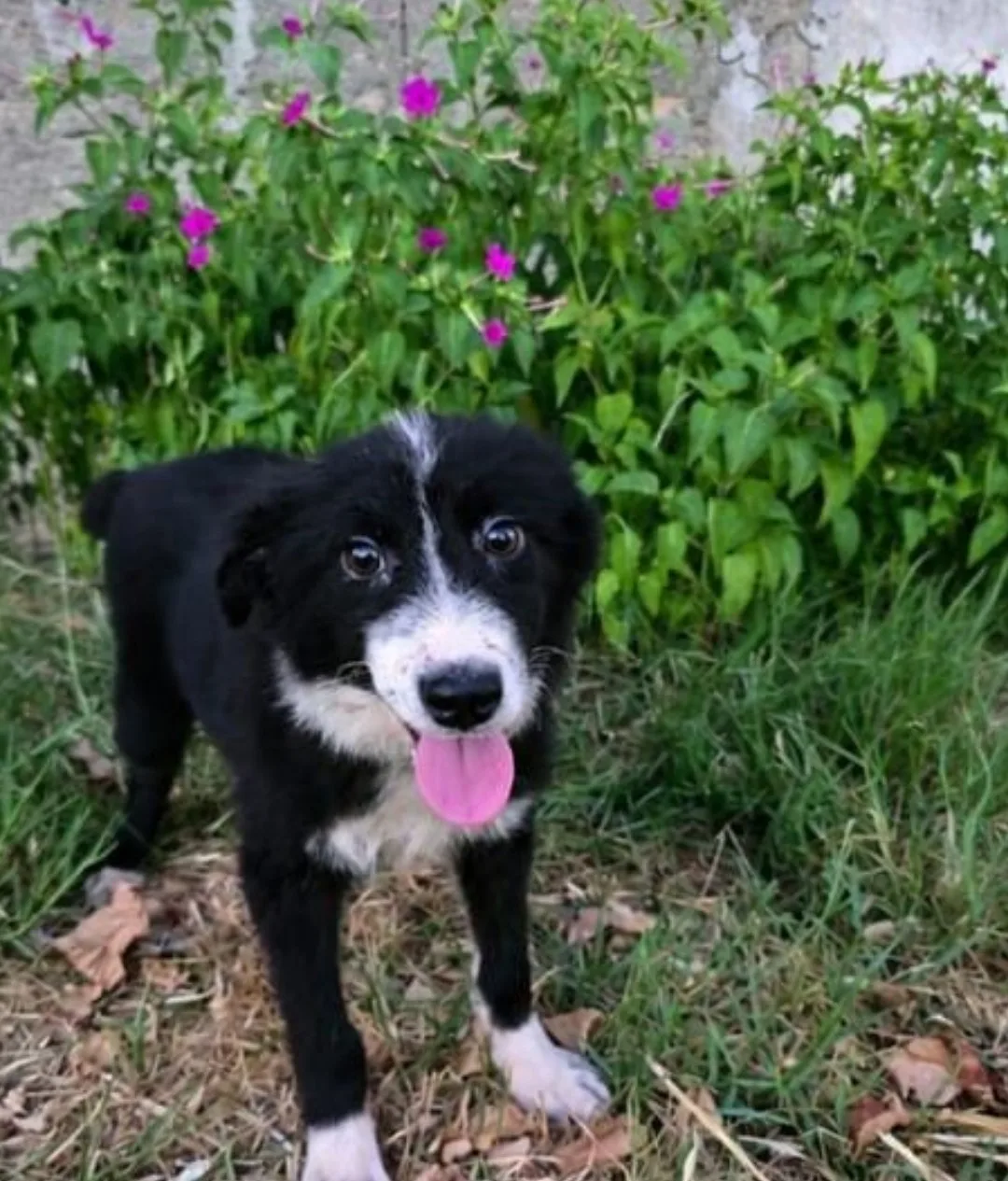 Drusilla, cane Meticcio in adozione a Crotone - foto 2