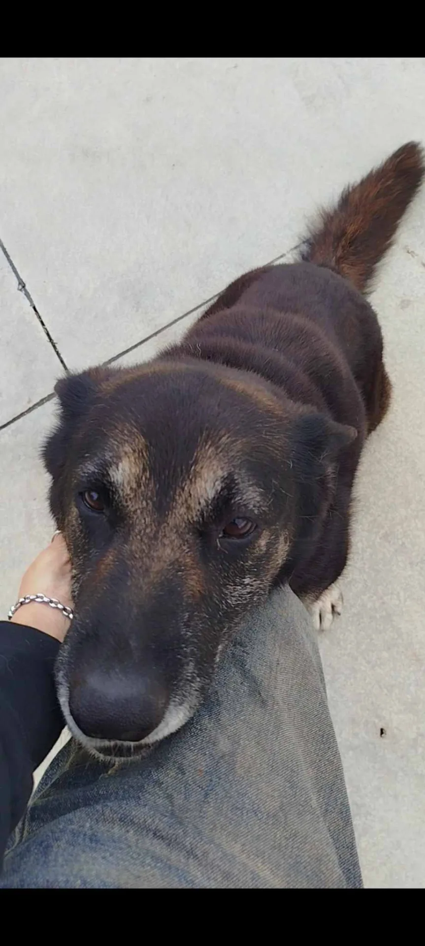 Bella, cane meticcio in adozione a Latina - foto 5