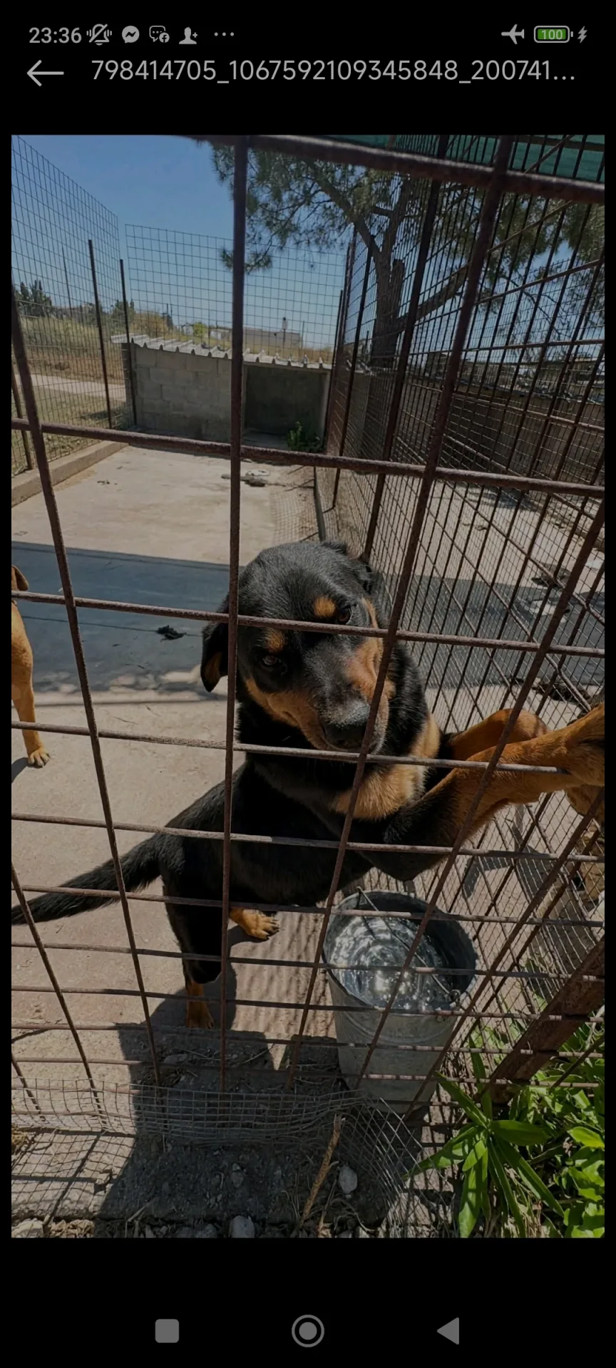 Roy, cane Meticcio in adozione a Siracusa - foto 1