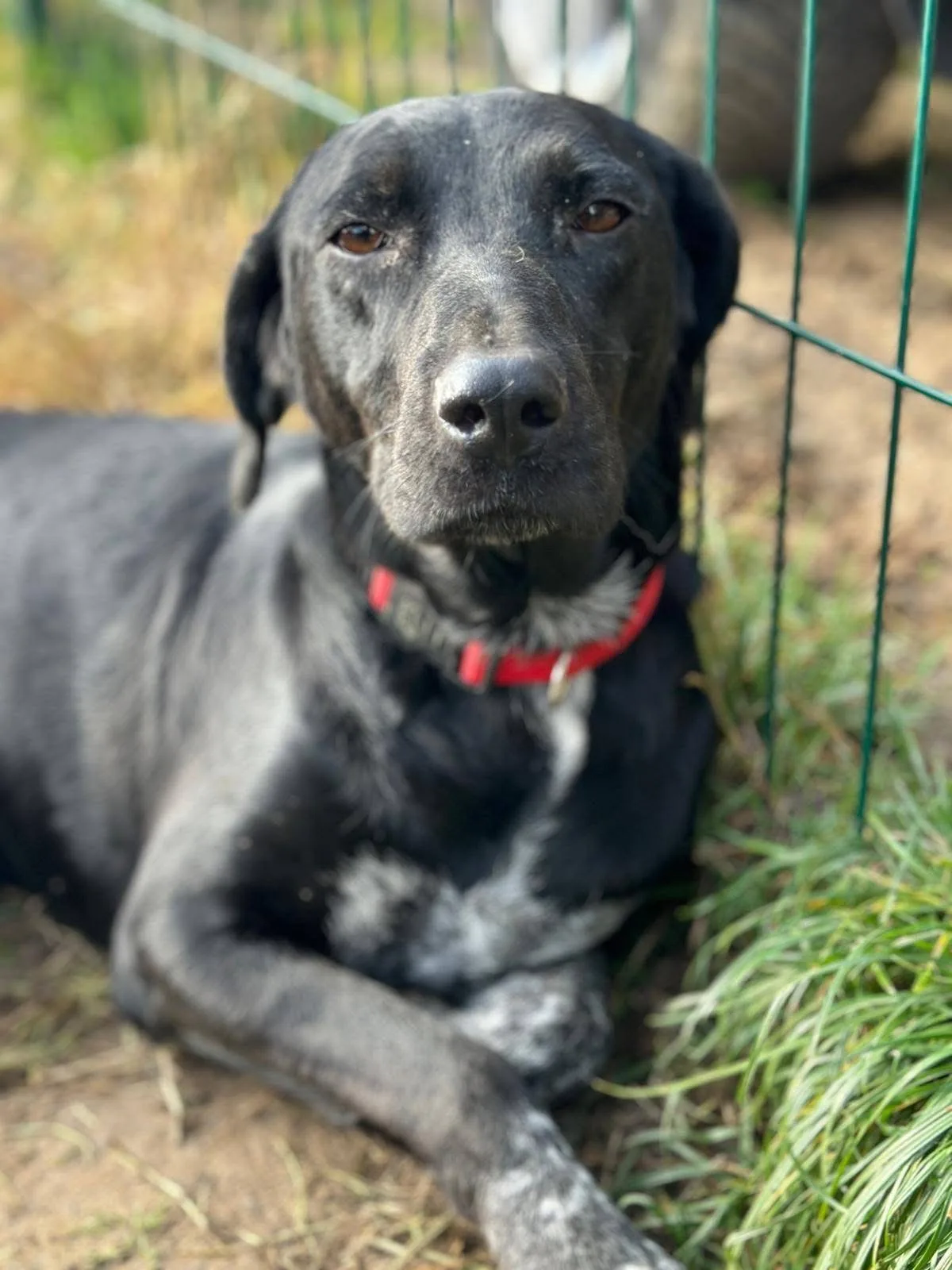 Bella, cane Meticcio in adozione a Pavia - foto 1