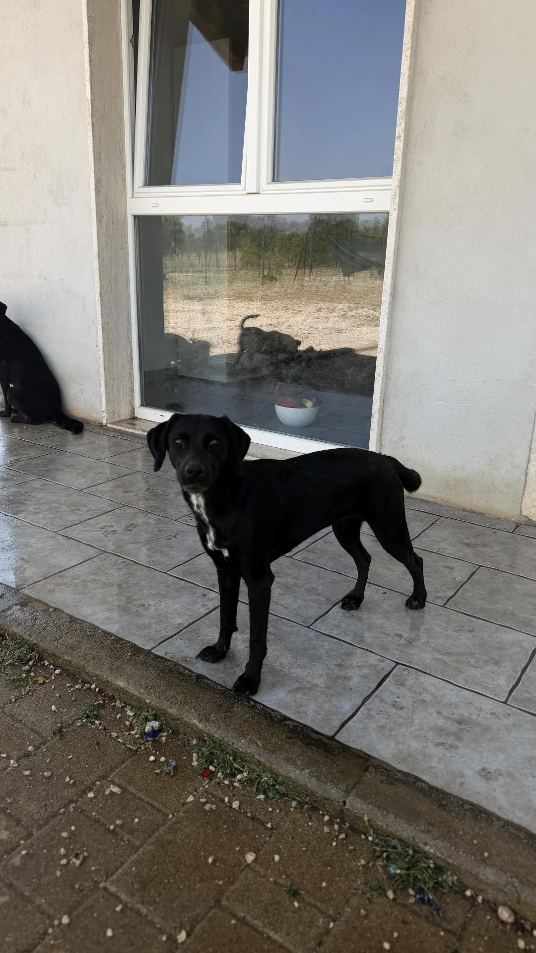 Jamie, cane Meticcio in adozione a Bari - foto 2