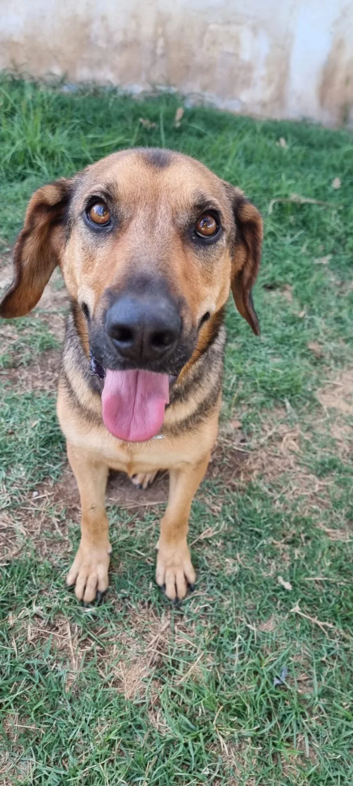 Archimede, cane meticcio in adozione a Latina - foto 2