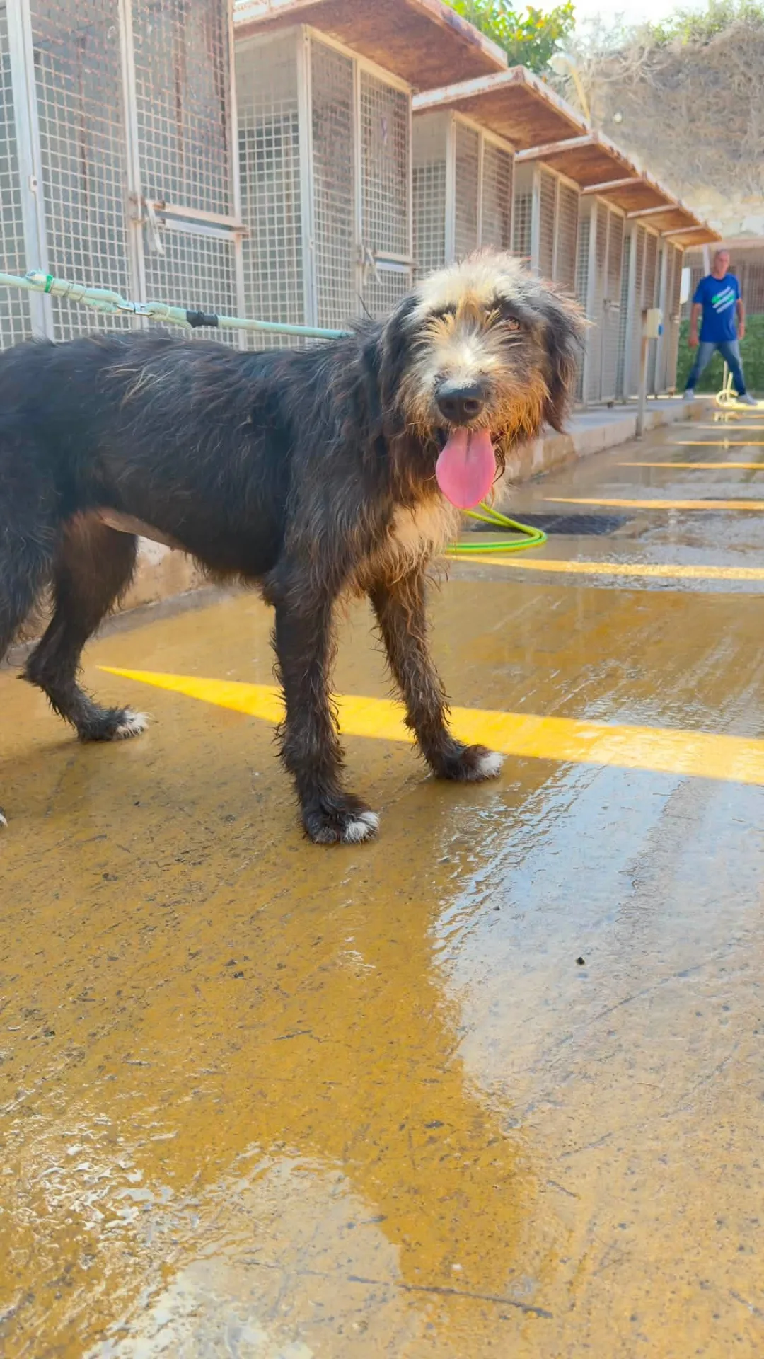 Mirai, cane Drahthar in adozione a Trapani - foto 3