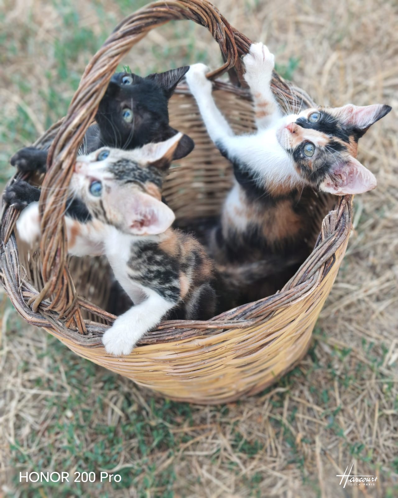 Foto 4 di Dalia e Ambra, gatto Europeo in adozione