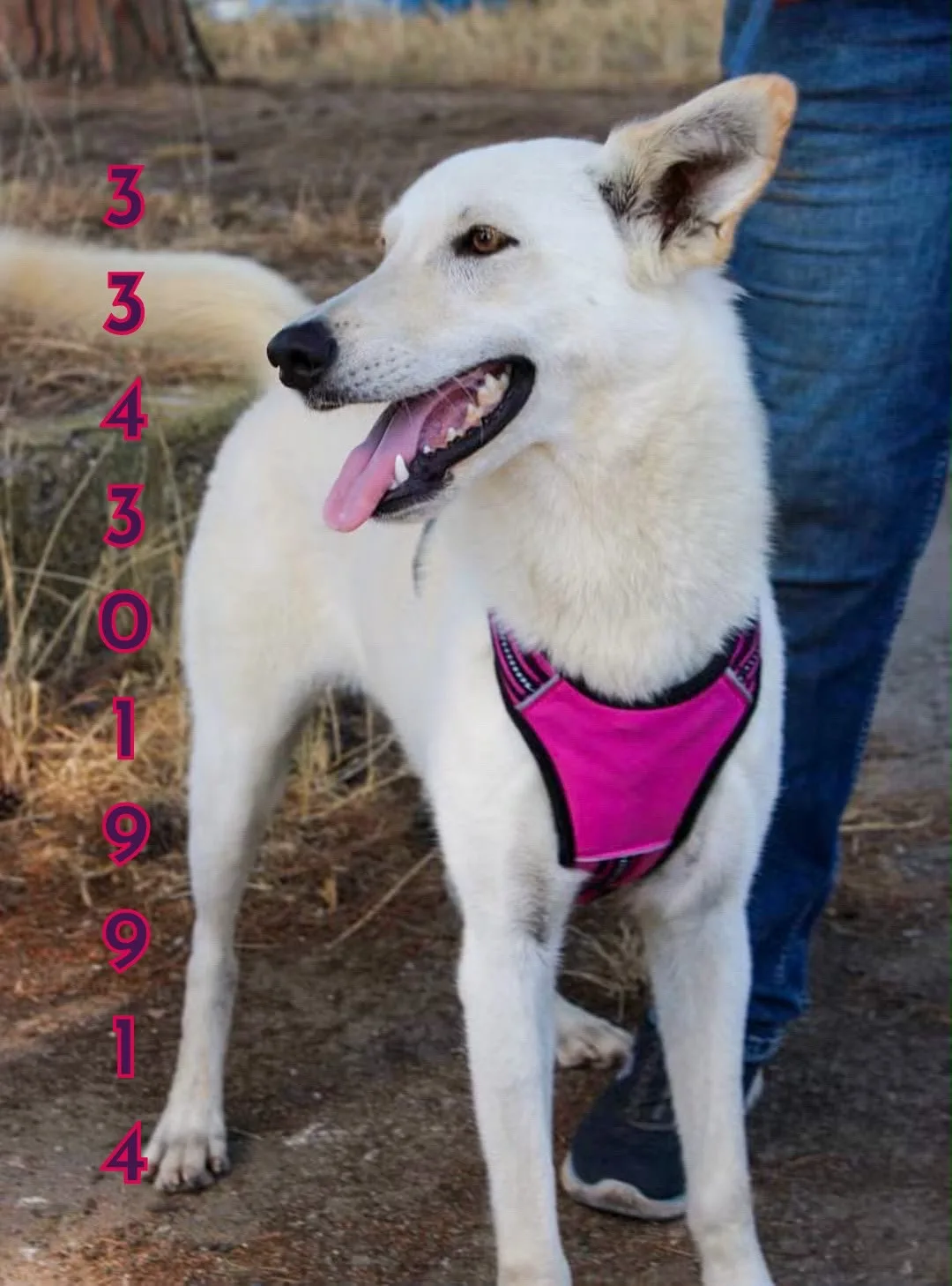 Eris, cane Meticcio in adozione a Crotone - foto 4
