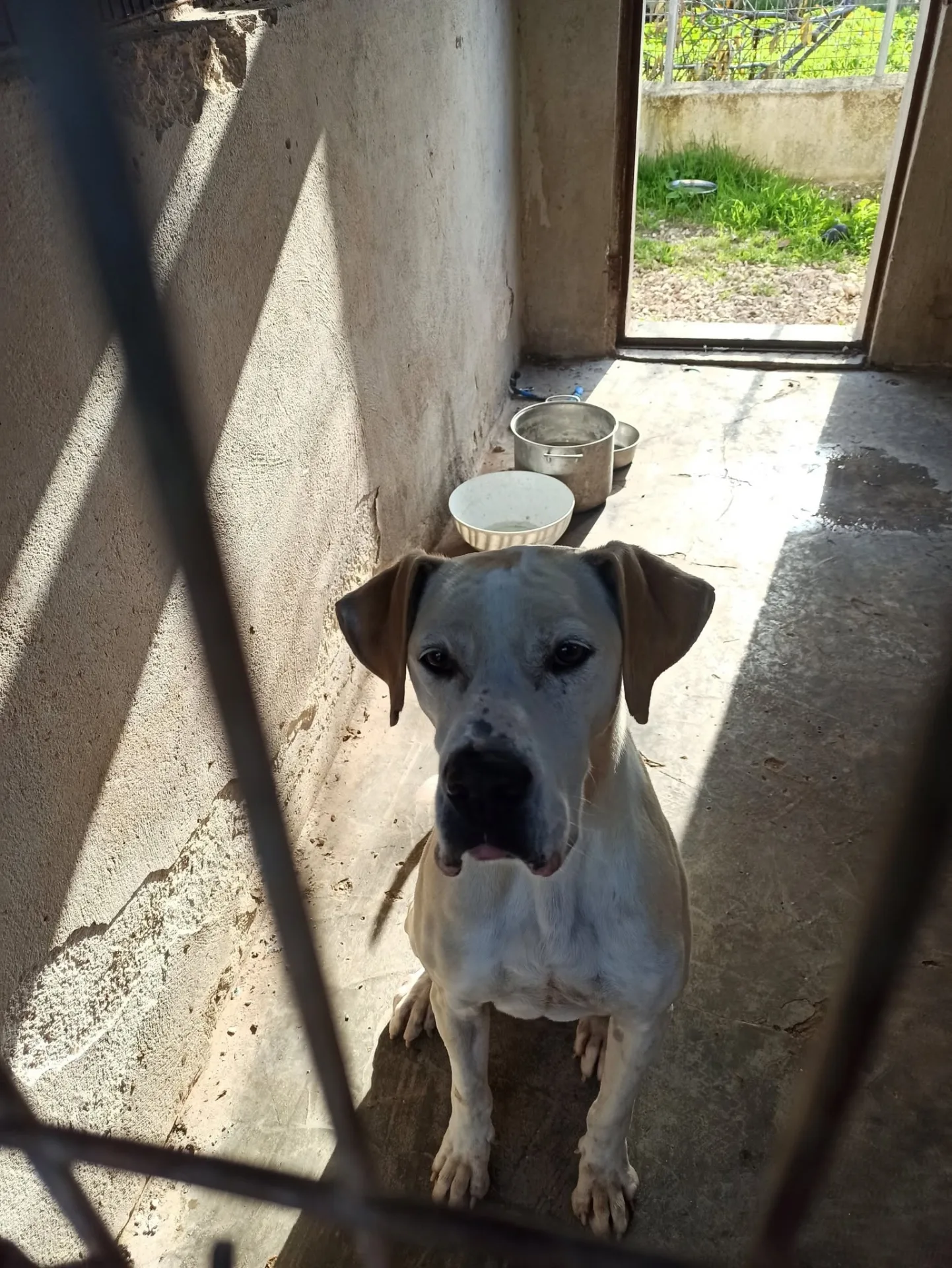 Ester, cane Mix alano in adozione a Bari - foto 3