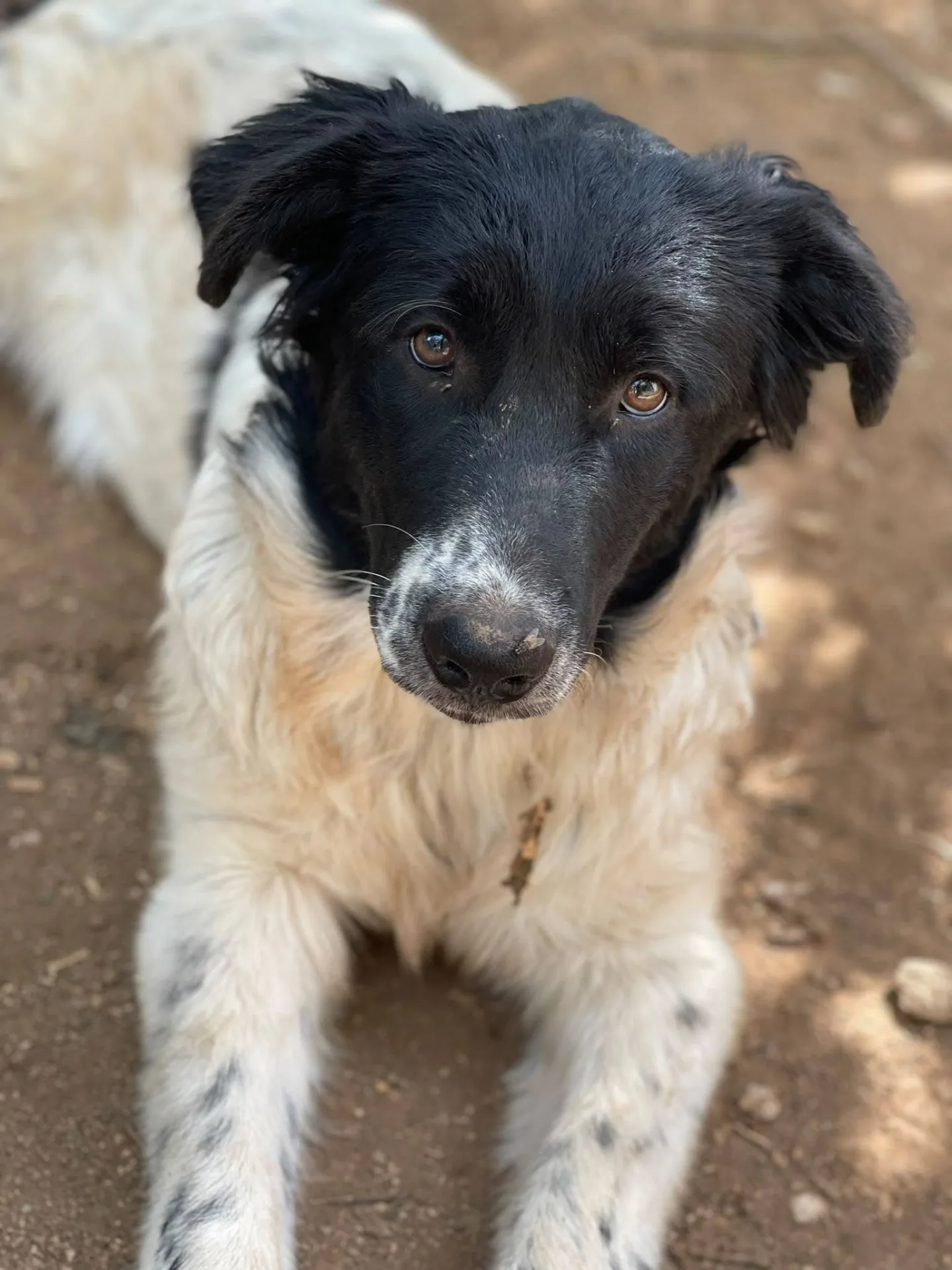 Mimì, cane meticcio in adozione a Frosinone
