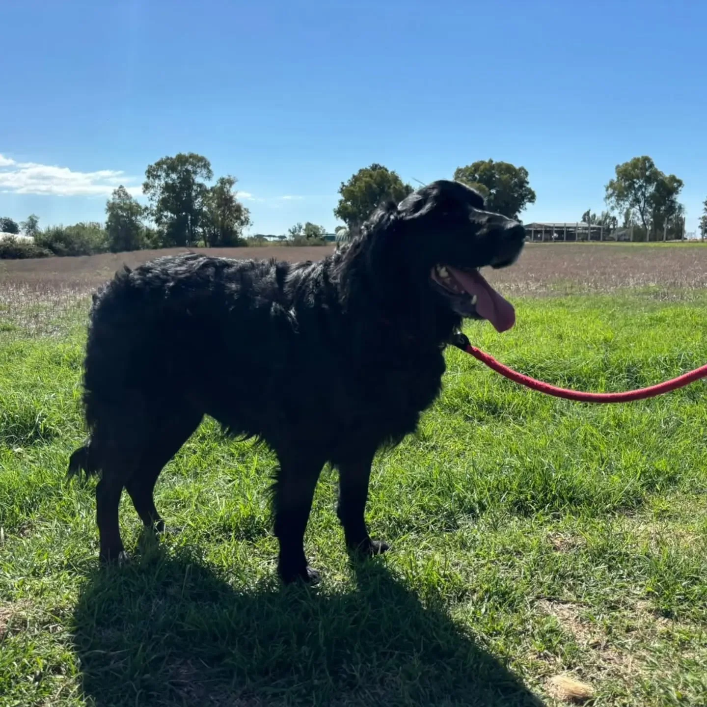 Coco, cane mix setter in adozione a Latina - foto 2