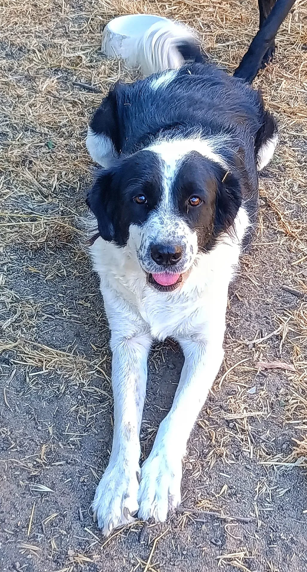 Clara, cane Meticcio in adozione a Trapani - foto 3