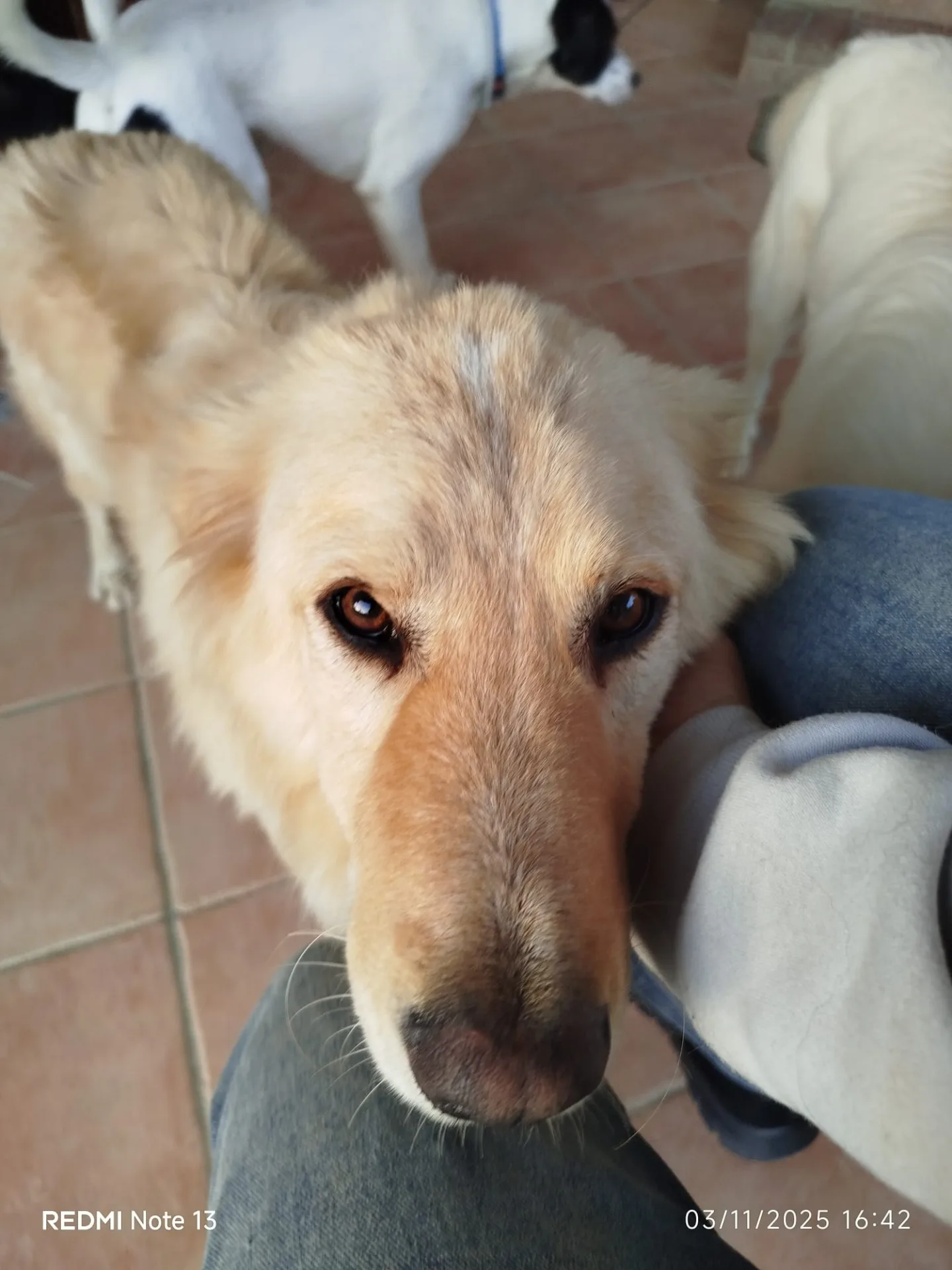 Master, cane meticcio in adozione a Latina - foto 1