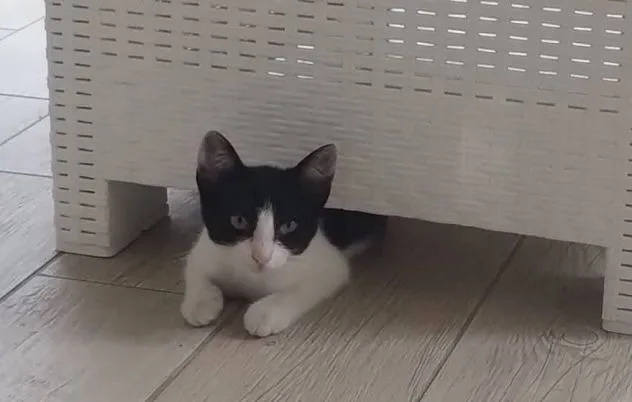 Nina, gatto in adozione a Latina - foto 2