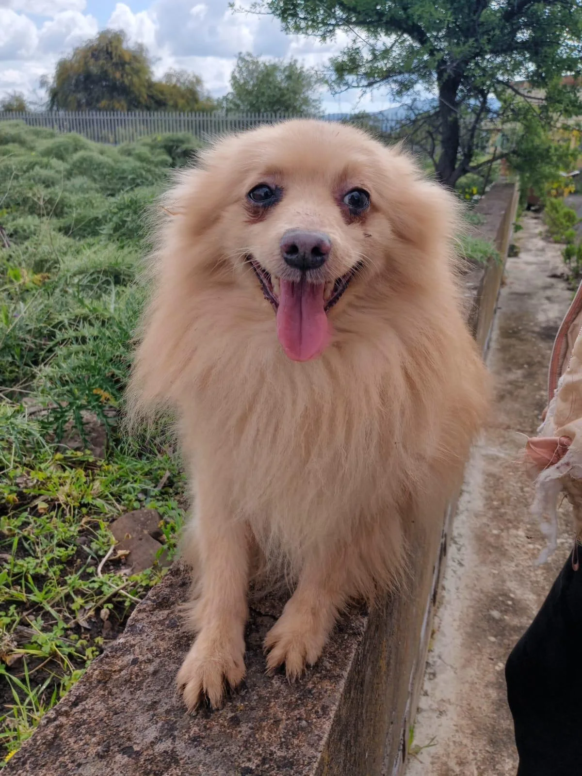 Spillo, cane Spitz tedesco nano in adozione a Siracusa - foto 1