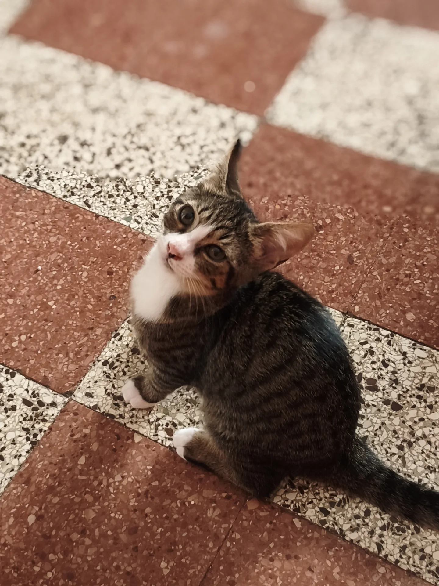 Bon Bon, gatto Europeo in adozione a Latina - foto 2