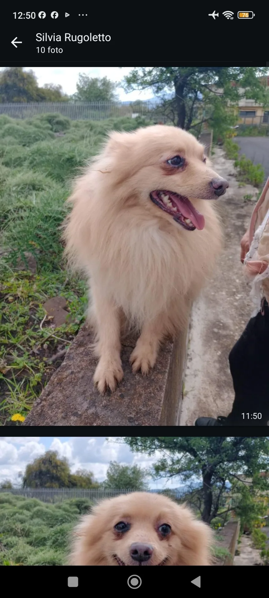 Spillo, cane Spitz tedesco nano in adozione a Siracusa - foto 5