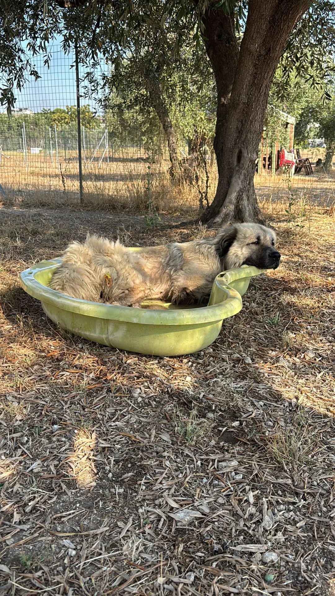 Orlando, cane mix pastore del Caucaso in adozione a Bari - foto 2