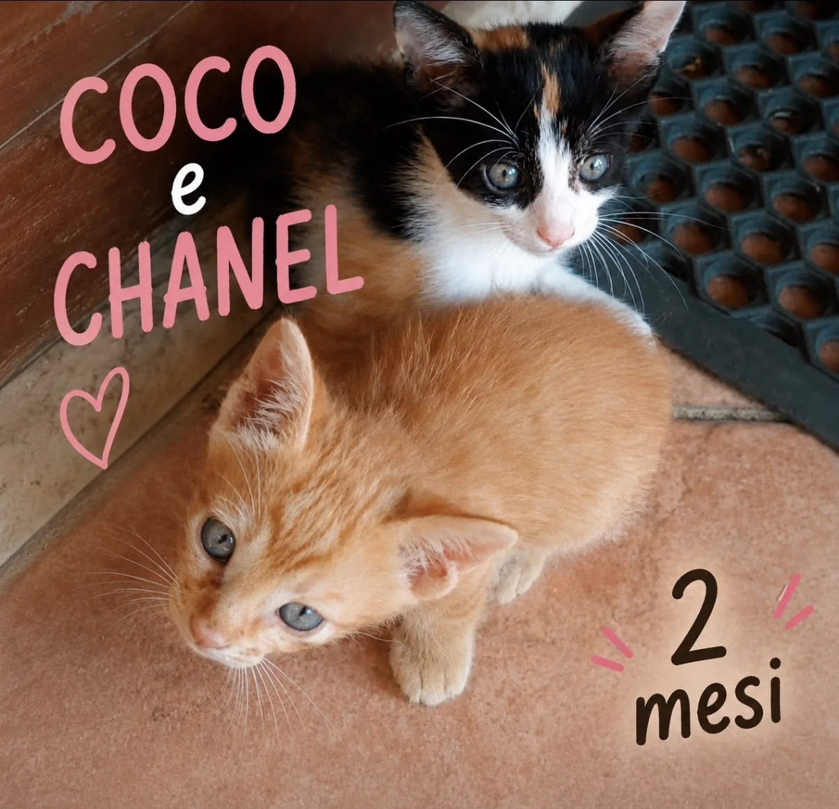 Coco’ e Chanel, gatto Europeo in adozione a Vibo Valentia