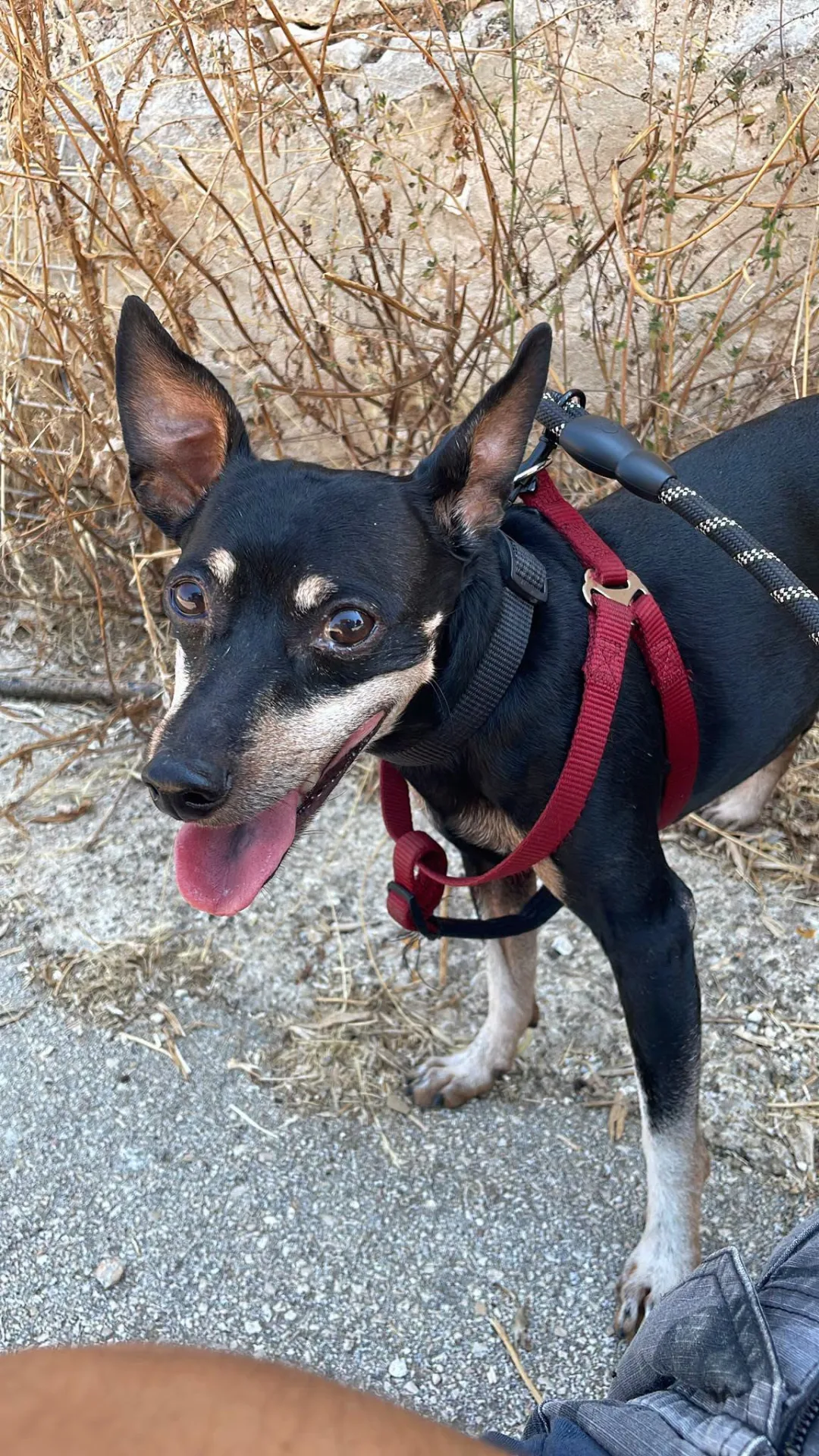 Dodino, cane Pinscher in adozione a Bari - foto 4