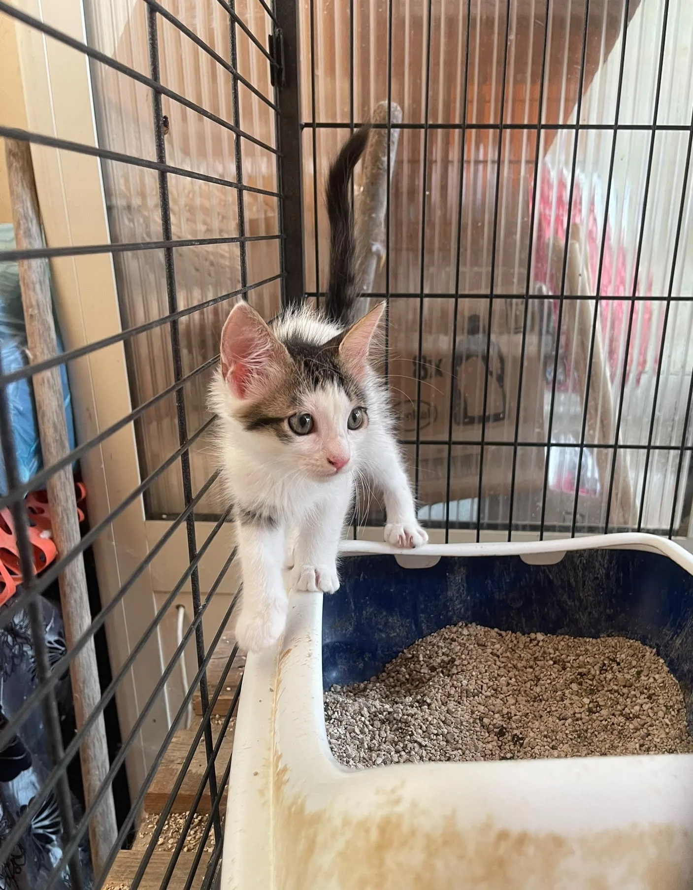 Costino, gatto Europeo in adozione a Trapani - foto 2