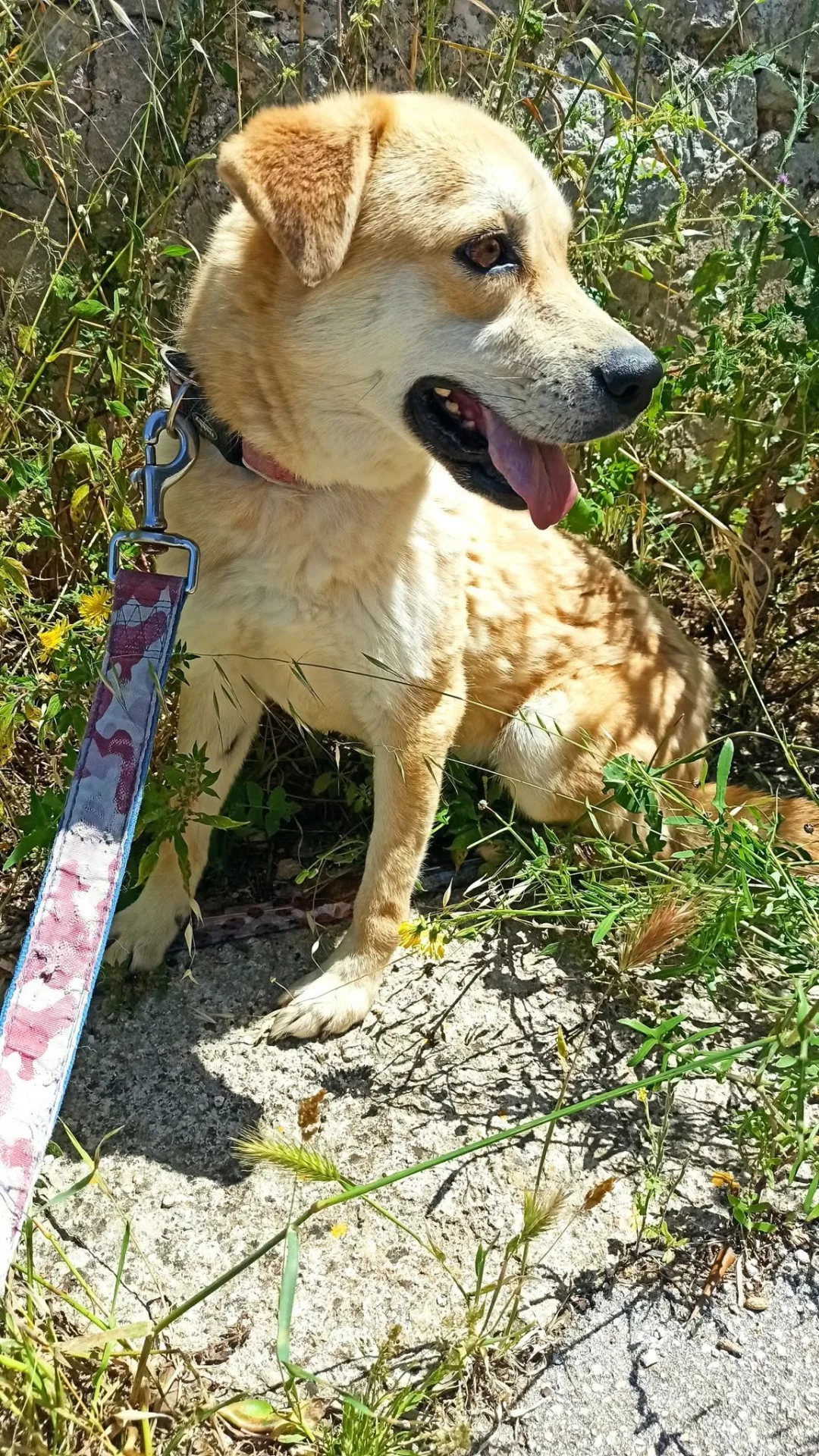 Clarabella, cane mix volpina-beagle in adozione a Bari - foto 3