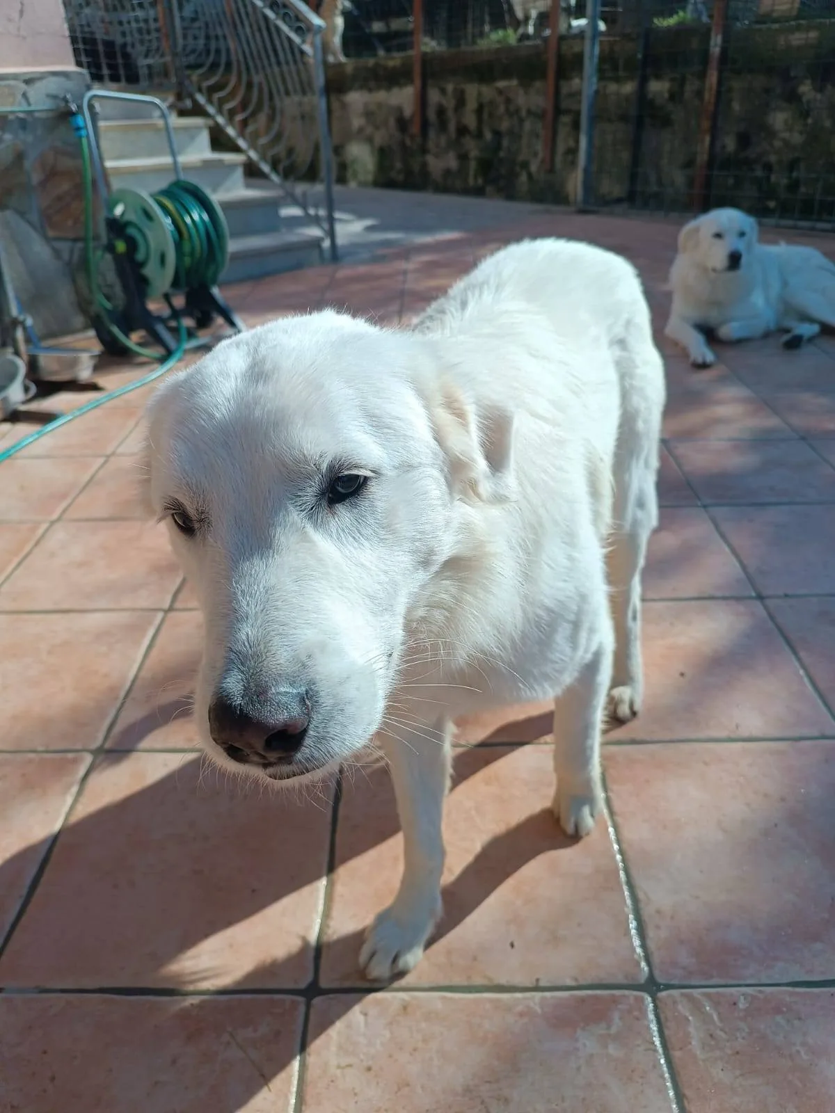 Nicolò, cane meticcio in adozione a Latina - foto 4