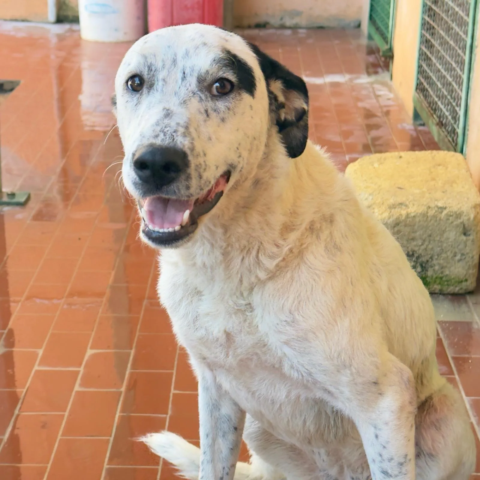Dasy, cane Meticcio in adozione a Trapani - foto 5