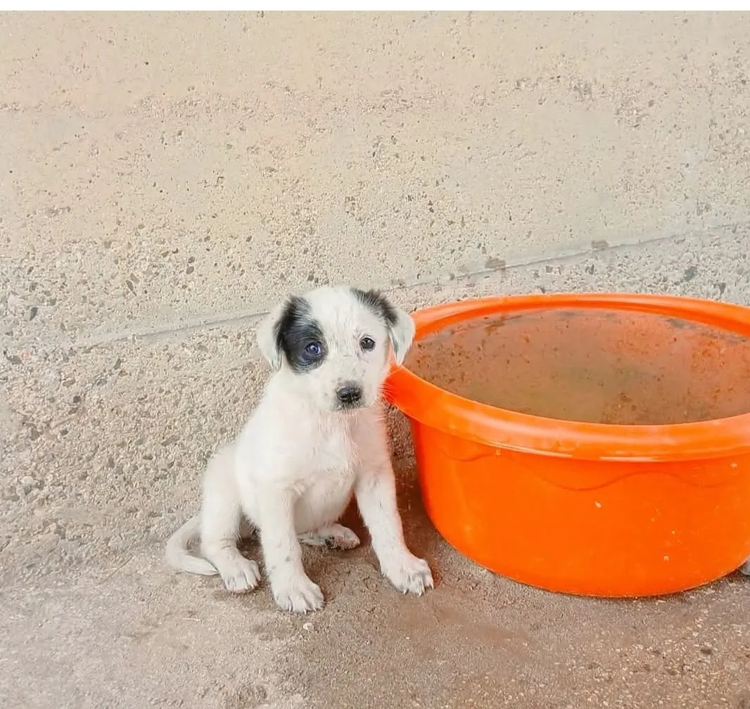 Mariella, cane Meticcia in adozione a Cosenza