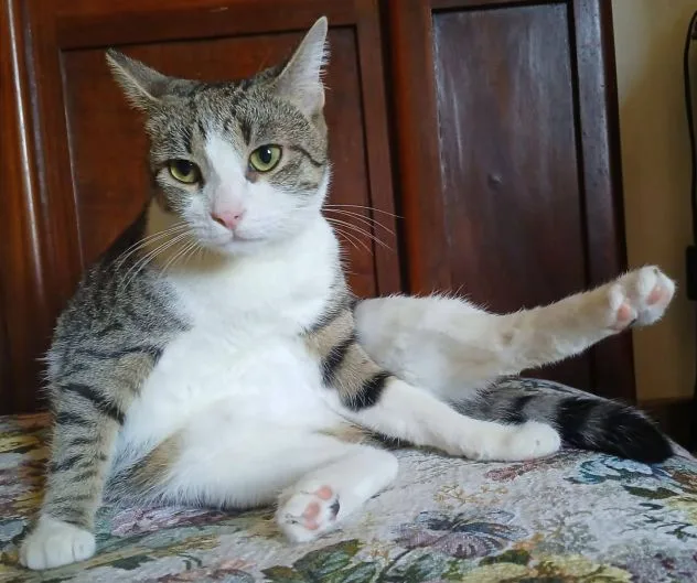 Tigro, gatto in adozione a Latina - foto 4