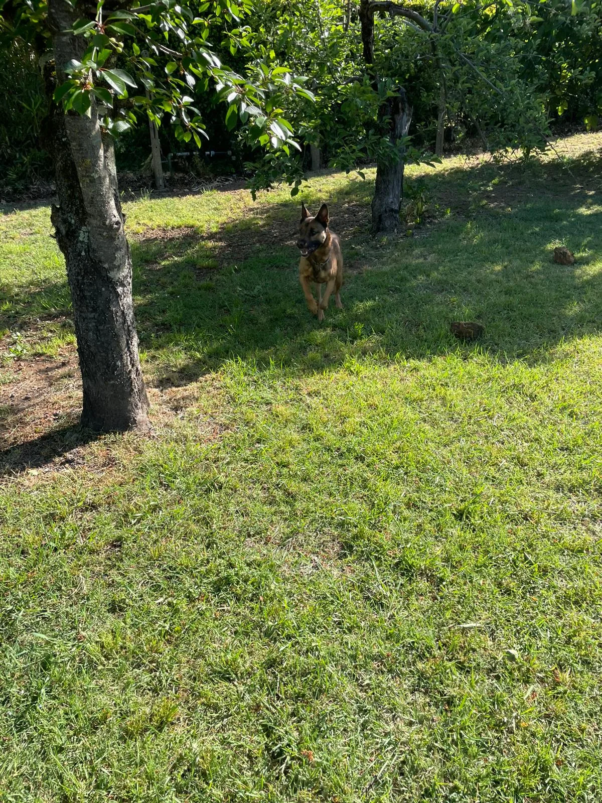 Amos, cane Simil malinois lupetto in adozione a Roma - foto 5