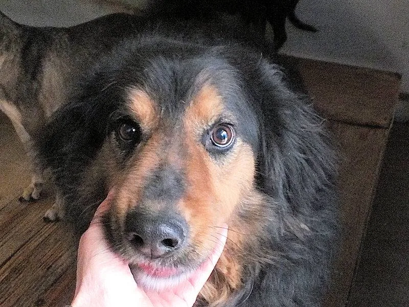 Goccia, cane meticcio in adozione a Frosinone