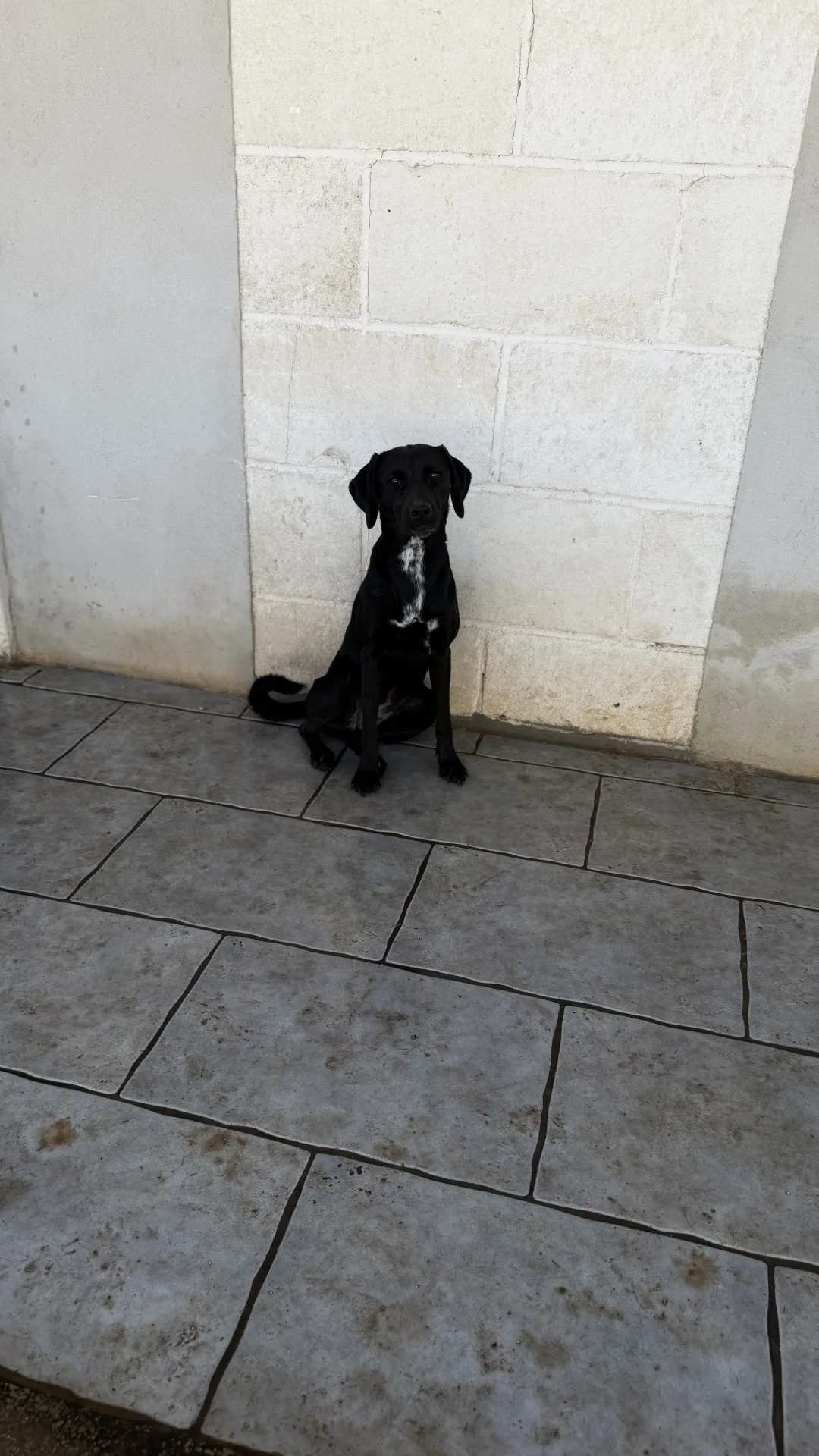 Tess, cane Meticcio in adozione a Bari - foto 1