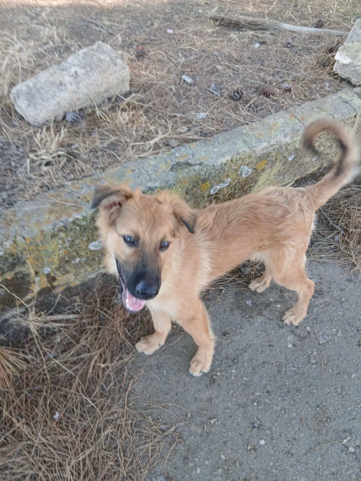 Bergamotto, cane Meticcio in adozione a Crotone - foto 5