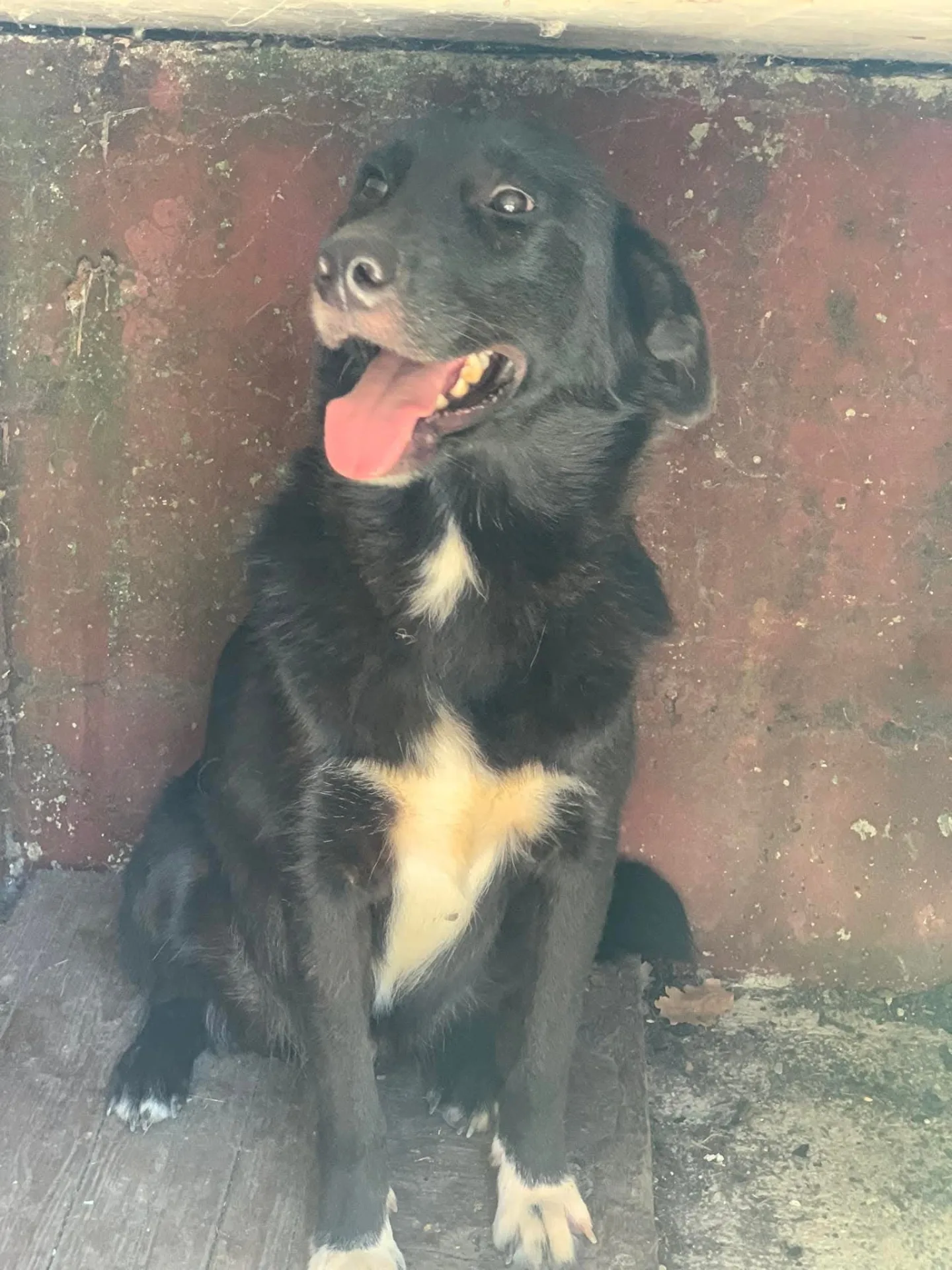 Golden, cane meticcio in adozione a Frosinone