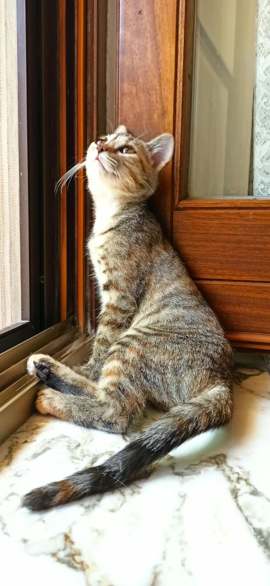 Coco, gatto Europeo in adozione a Crotone - foto 2